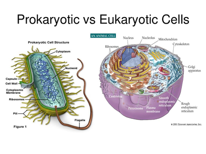 unit eukaryotic prokaryotic biology chapter